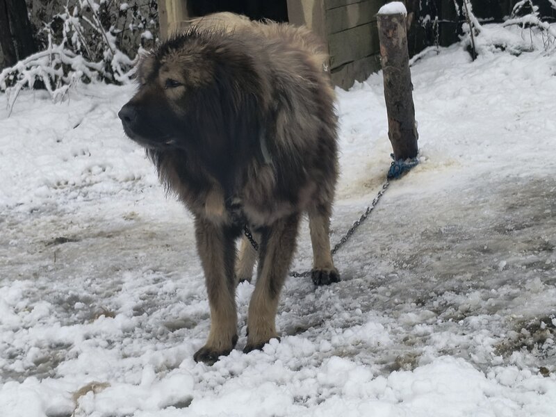 Vand mascul ciobanesc
