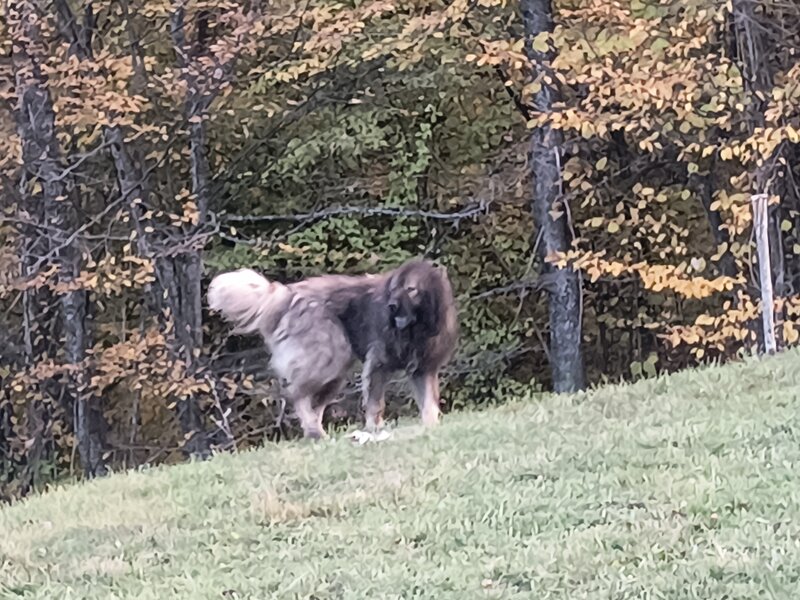 Vand mascul ciobanesc