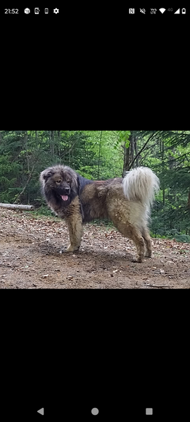 Vand mascul ciobanesc