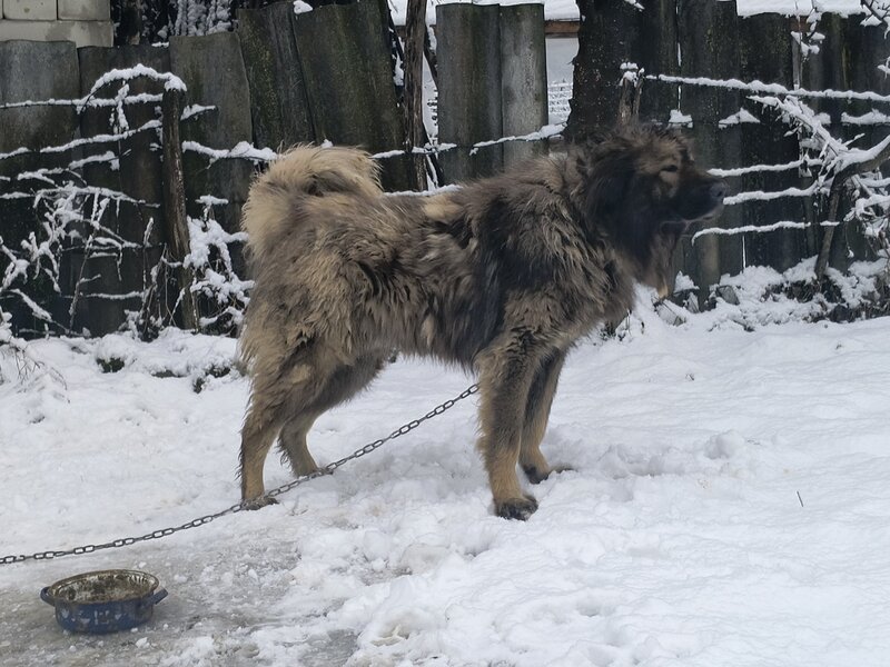 Vand mascul ciobanesc