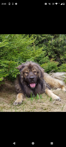 Vand mascul ciobanesc